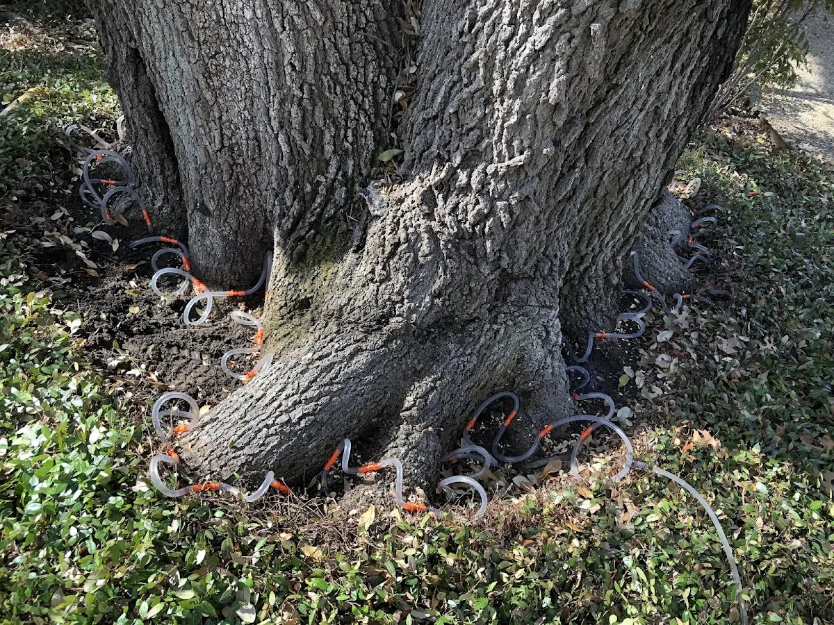 Detailed Tree Cabling and Bracing job site in Panacea