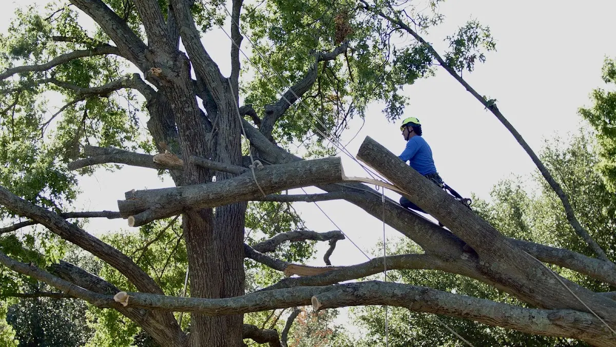 Professional Crown Thinning performed by certified arborists in Panacea