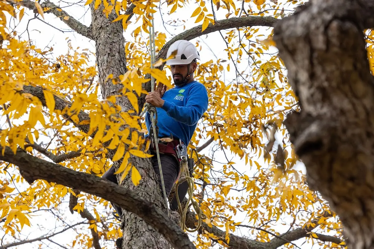 Skilled Tree Transplanting crew working in Panacea